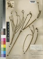 Syntype of Euphorbia rhipsaloides N.E.Br. [family EUPHORBIACEAE]