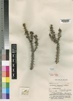 Neotype of Euphorbia griseola Pax subsp. griseola [family EUPHORBIACEAE]