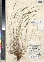 Holotype of Farrago racemosa Clayton [family POACEAE]