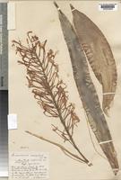 thuja occidentalis white cedar Thuja occidentalis: White Cedar or Eastern Arborvitae Seeds