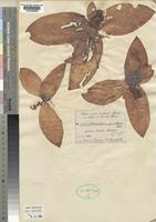 Type of Chlorophytum pusillum Schweinf. ex Baker [family ANTHERICACEAE]