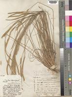 Type of Ctenium elegans Kunth [family POACEAE]