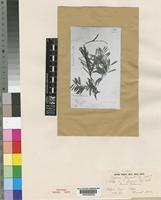 Holotype of Tephrosia mbogaensis De Wild. [family LEGUMINOSAE-PAPILIONOIDEAE]