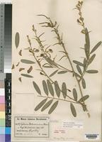 Type of Tephrosia elata Deflers subsp. heckmanniana (Harms) Brummitt [family LEGUMINOSAE-PAPILIONOIDEAE]