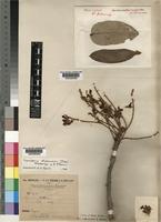 Xeroderris stuhlmannii (Taub.) Mendonca & E.C. Sousa [family LEGUMINOSAE-PAPILIONOIDEAE]