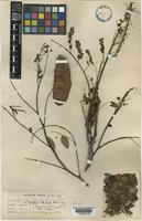 Caesalpinia decapetala (Roth) Alston [family LEGUMINOSAE]