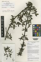 Holotype of Coprosma barbata Utteridge [family RUBIACEAE]