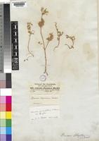 Daucus hochstetterii Braun, A. ex Engl. [family UMBELLIFERAE]