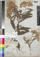 Vernonia amygdalina Delile [family COMPOSITAE]
