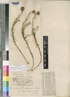 Vernonia bainesii Oliv. & Hiern subsp. bainesii [family COMPOSITAE]
