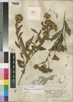 Syntype of Vernonia amblyolepis Baker [family COMPOSITAE]