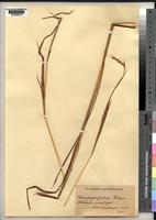 Isotype of Andropogon patris Robyns [family POACEAE]