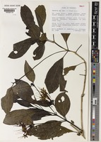 Holotype of Pavetta diversipunctata Bridson [family RUBIACEAE]