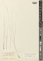 Isotype of Lipocarpha debilis Ridl. [family CYPERACEAE]