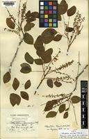 Isolectotype of Abarema alexandri ( Urban.) Barneby & J.W.Grimes var. troyana ( Urban.) Barneby & J.W.Grimes [family LEGUMINOSAE-MIMOSOIDEAE]