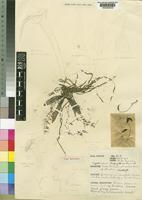 Type of Mystacidium tanganyikense Summerh. [family ORCHIDACEAE]
