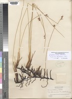 Type of Juncus balticus Willd. var. stenocarpus Fernald & Buchenau [family JUNCACEAE]