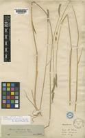 Holotype of Hordeum stenostachys Godr. var. anomatum Nevski [family POACEAE]