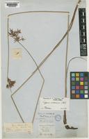 Syntype of Cyperus victoriensis C.B.Clarke [family CYPERACEAE]