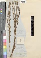 Epilobium adnatum Griseb. [family ONAGRACEAE]