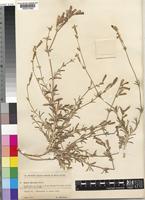 Silene barrattei Murb. [family CARYOPHYLLACEAE]