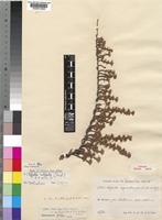Cliffortia nitidula (Engl.) R.E.Fr. & T.C.E.Fr. [family ROSACEAE]