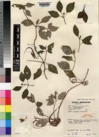Holotype of Dissotis entii J.B.Hall [family MELASTOMATACEAE]