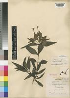 Carphalea pubescens (Klotzsch) Verdc. [family RUBIACEAE]