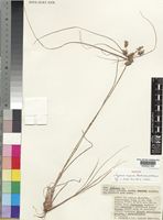 Holotype of Cyperus soyauxii Boeck. subsp. pallescens Lye [family CYPERACEAE]