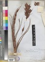 Connellia augustae N.E.Br. [family BROMELIACEAE]