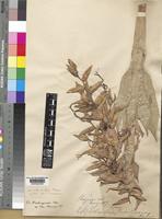 Holotype of Vriesea friburgensis Mez in Mart. var. friburgensis [family BROMELIACEAE]