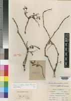 Type of Cissus lonicerifolius C.A.Sm. [family VITACEAE]