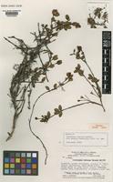 Isotype of Comoliopsis neblinae Wurdack [family MELASTOMATACEAE]