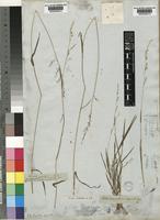 Ehrharta erecta Lam. [family POACEAE]