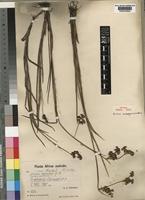 Juncus oxycarpus E.Mey. ex Kunth [family JUNCACEAE]