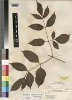 Holotype of Gonatopus clavatus Mayo [family ARACEAE]