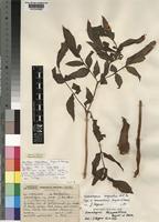 Gonatopus angustus N.E.Br. [family ARACEAE]