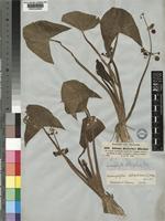 Limnophyton obtusifolium (L.) Miq. [family ALISMATACEAE]
