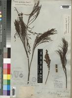Type of Restio quadratus Mast. [family RESTIONACEAE]