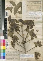 Lectotype of Tricalysia niamniamensis Schweinf. ex Hiern var. djurensis (Schweinf. ex Hiern) Robbr. [family RUBIACEAE]