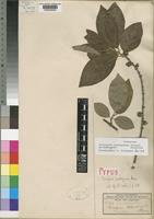 Sericanthe andongensis (Hiern) Robbr. var. andongensis [family RUBIACEAE]