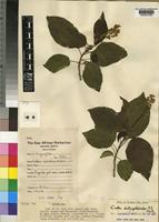 Holotype of Croton dictyophlebodes Radcl.-Sm. [family EUPHORBIACEAE]