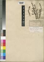 Laurembergia tetrandra Kanitz subsp. brachypoda raynal A.Raynal [family HALORAGACEAE]