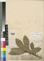 Xymalos monospora (Harv.) Baill. ex Warb. [family MONIMIACEAE]