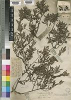 Euclea undulata Thunb. [family EBENACEAE]