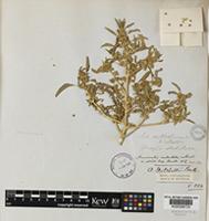 Type of Amaranthus mitchellii Benth. [family AMARANTHACEAE]