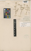 Gomphrena pusilla Benth. [family AMARANTHACEAE]