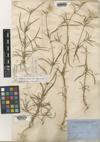 Isolectotype of Gomphrena canescens R.Br. subsp. canescens [family AMARANTHACEAE]