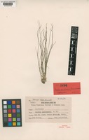 Isotype of Isoetes panchananii D.D.Pant & G.K.Srivast. [family ISOETACEAE]