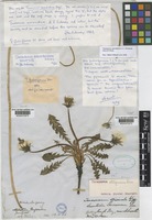 Holotype of Taraxacum arenastrum A.J.Richards [family COMPOSITAE]